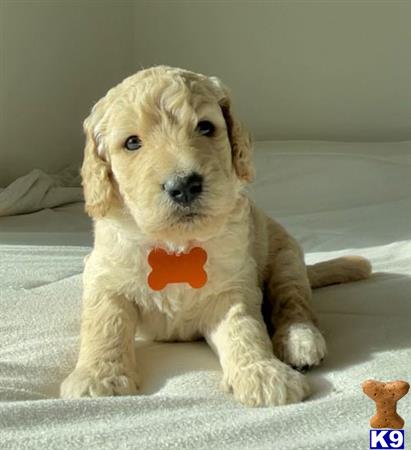 Goldendoodlepup Picture 1